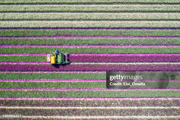 top view of a farmer using a special machine to take the heads off tulips in he world famous tulip fields near lisse in the netherlands - keukenhof gardens stock pictures, royalty-free photos & images