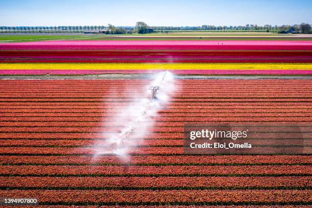 beautiful vibrant orange tulip field being sprinkled with water, growing tulips on a large scale in goeree-overflakkee region, the netherlands - monoculture stock pictures, royalty-free photos & images