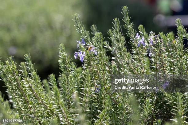 rosemary - rosmarino foto e immagini stock