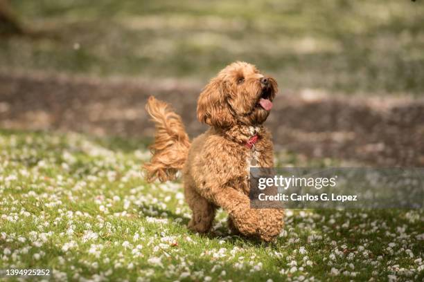 a brown labradoodle dog sticks his tongue out as he plays plays happily on the grass covered in cherry blossom flower petals in a sunny day in spring in princess street gardens, edinburgh,  scotland, uk - labradoodle stock pictures, royalty-free photos & images