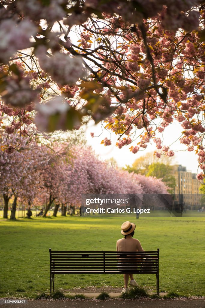 Woman wearing a hat sits on a black metallic bench under pink Cherry Blossom trees in the Meadows Park, Edinburgh, Scotland, UK, with a row of pink trees on the background