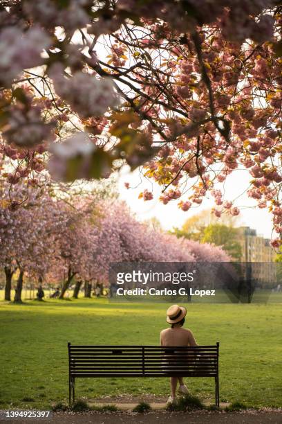 woman wearing a hat sits on a black metallic bench under pink cherry blossom trees in the meadows park, edinburgh, scotland, uk, with a row of pink trees on the background - garden bench stock pictures, royalty-free photos & images