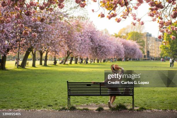 woman holds her hat while sitting on a  black bench overlooking pink cherry blossom trees in a sunny spring day in the meadows park, edinburgh, scotland, uk - edinburgh bildbanksfoton och bilder