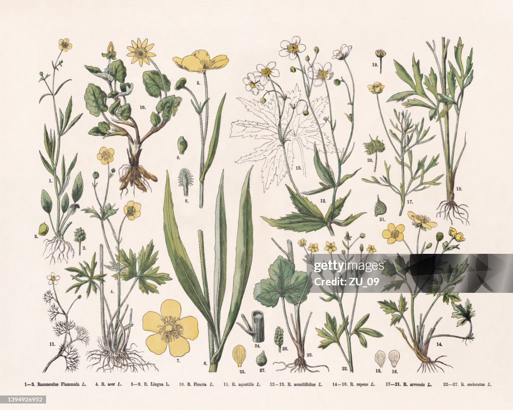 Crowfoot family (Ranunculaceae), hand-colored wood engraving, published in 1887