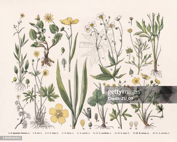 crowfoot family (ranunculaceae), hand-colored wood engraving, published in 1887 - ranunculus aquatilis stock illustrations