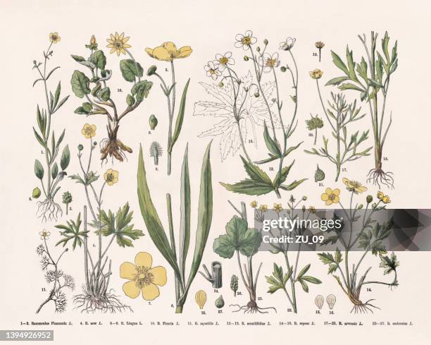 crowfoot family (ranunculaceae), hand-colored wood engraving, published in 1887 - buttercup stock illustrations