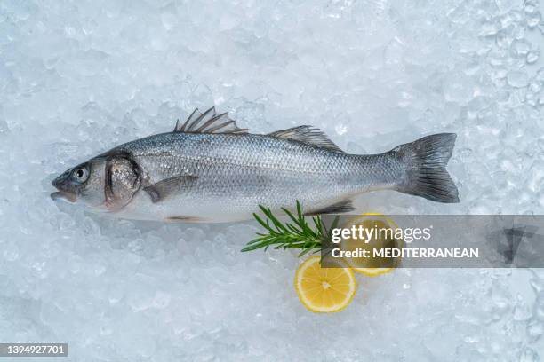 raw seabass fish robalo fresh seafood on ice with lemon and rosemary leaving copy space - fresh fish stockfoto's en -beelden