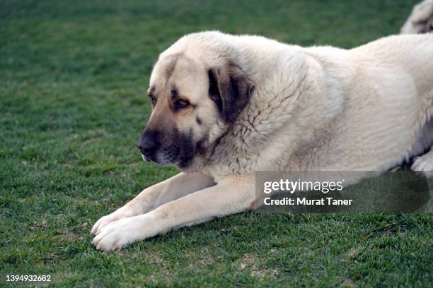 kangal shepherd dog - anatolia stock pictures, royalty-free photos & images