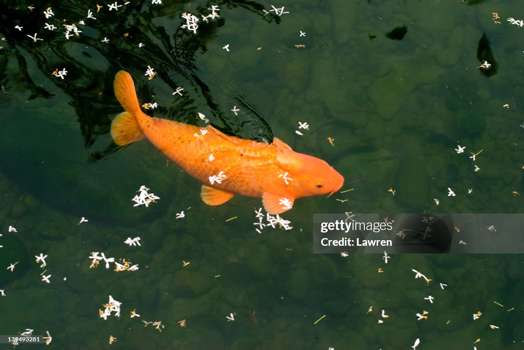 Japanese carps and floating flower petals