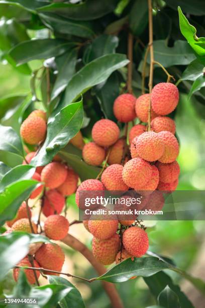 Lychee Rust 656 Lychee Dessert Stock Photos, High-Res Pictures, and Images - Getty ...