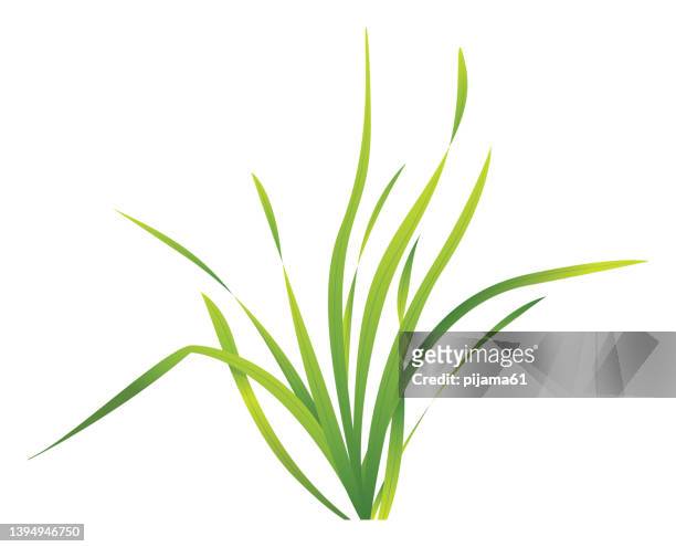 tuft of grass isolated on white background. spring bush of fresh grass - sedge stock illustrations