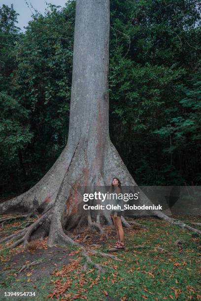woman standing under the huge tree in tropical rainforest - natural land state stock pictures, royalty-free photos & images