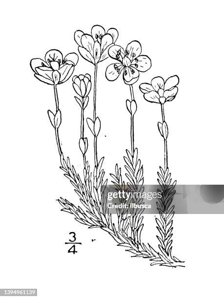 antike botanische pflanzenillustration: arenaria biflora, arktisches sandkraut - sandwort stock-grafiken, -clipart, -cartoons und -symbole