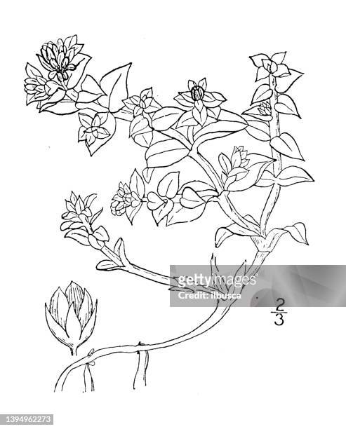 antike botanische pflanzenillustration: ammodenia peploides, strandsandkraut am meer - sandwort stock-grafiken, -clipart, -cartoons und -symbole