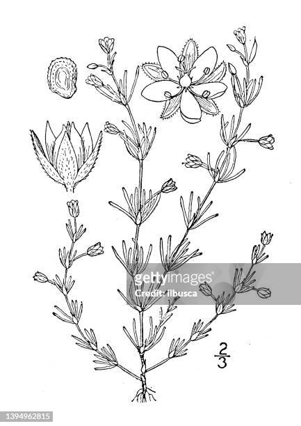 antike botanische pflanzenillustration: tissa rubra, sandsporn, lila sandkraut - sandwort stock-grafiken, -clipart, -cartoons und -symbole