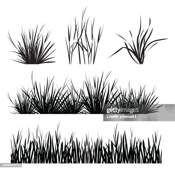 ilustraciones, imágenes clip art, dibujos animados e iconos de stock de conjunto de silueta de hierba aislada sobre fondo blanco - silvestre