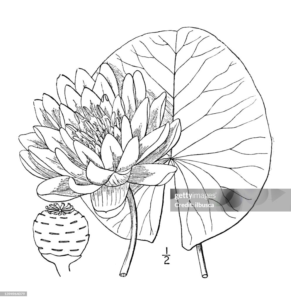 Antique botany plant illustration: castalia odorata, Sweet scented white water lily
