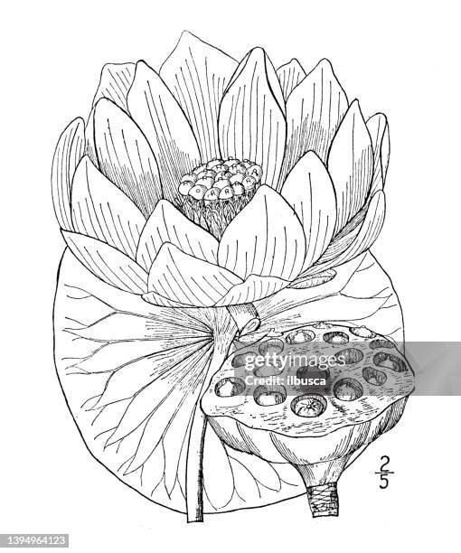 illustrazioni stock, clip art, cartoni animati e icone di tendenza di illustrazione di piante botaniche antiche: nelumbo lutea, american nelumbo o lotus - fiore di loto