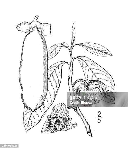 illustrazioni stock, clip art, cartoni animati e icone di tendenza di illustrazione di piante botaniche antiche: asimina triloba, papaw nordamericano - albero di papaya