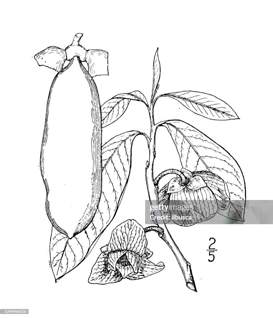Antique botany plant illustration: Asimina triloba, North American Papaw