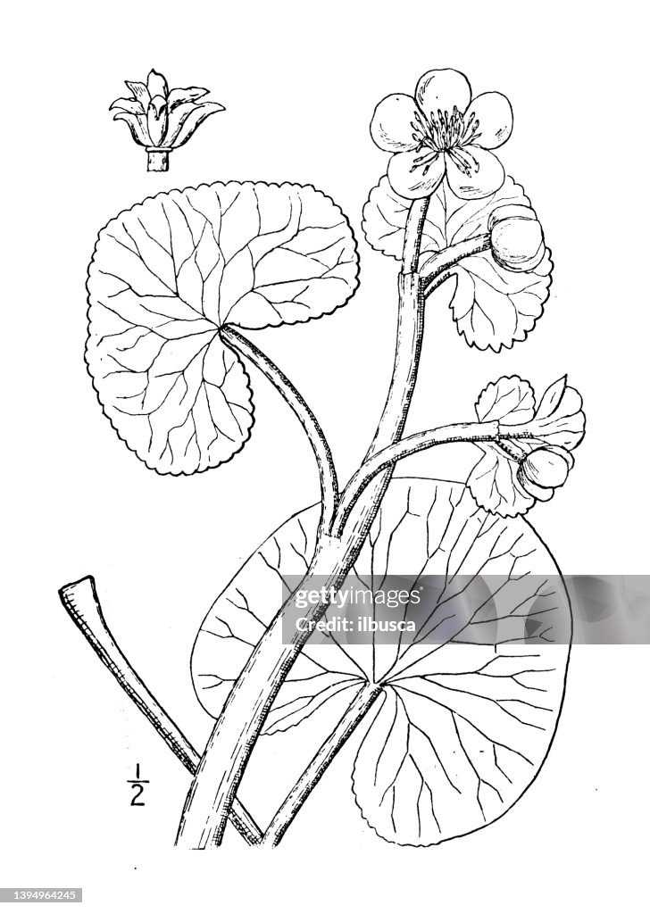 Antique botany plant illustration: Caltha palustris, Marsh marigold
