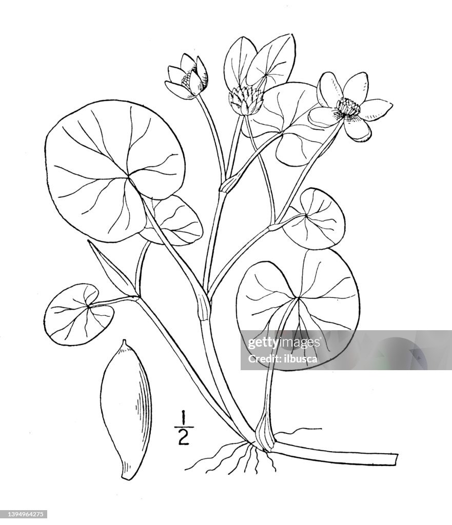 Antique botany plant illustration: Caltha natans, Floating marsh marigold