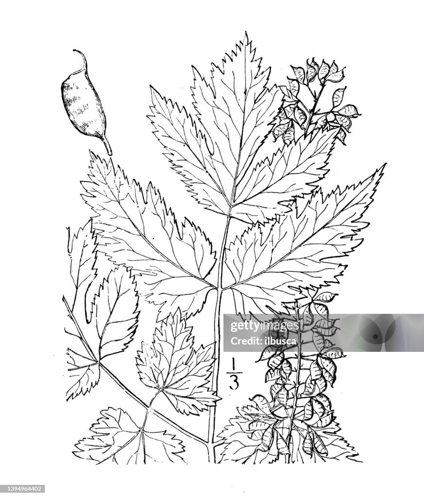 Antique botany plant illustration: Cimicifuga Americana, American Bugbane