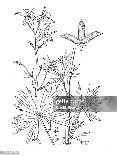 bildbanksillustrationer, clip art samt tecknat material och ikoner med antique botany plant illustration: delphinium tricorne, dwarf larkspur - riddarsporresläktet