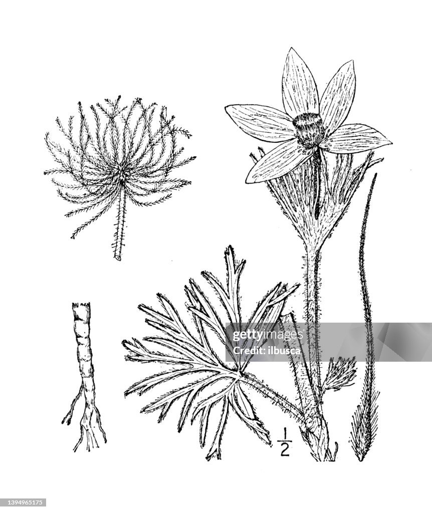 Antique botany plant illustration: Pulsatilla hirsutissima, American Pasque Flower