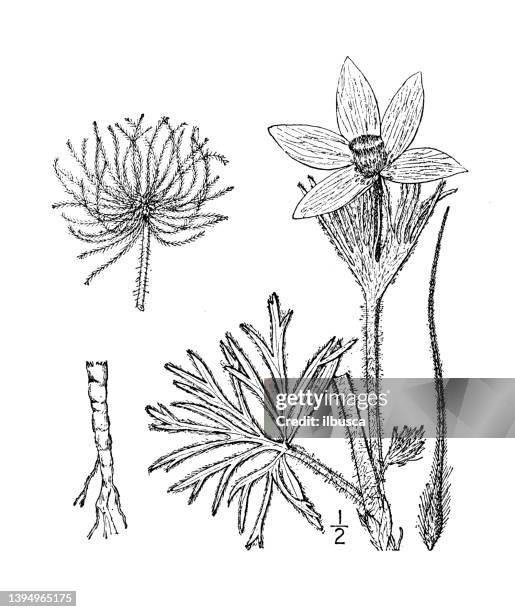antique botany plant illustration: pulsatilla hirsutissima, american pasque flower - pulsatilla grandis stock illustrations
