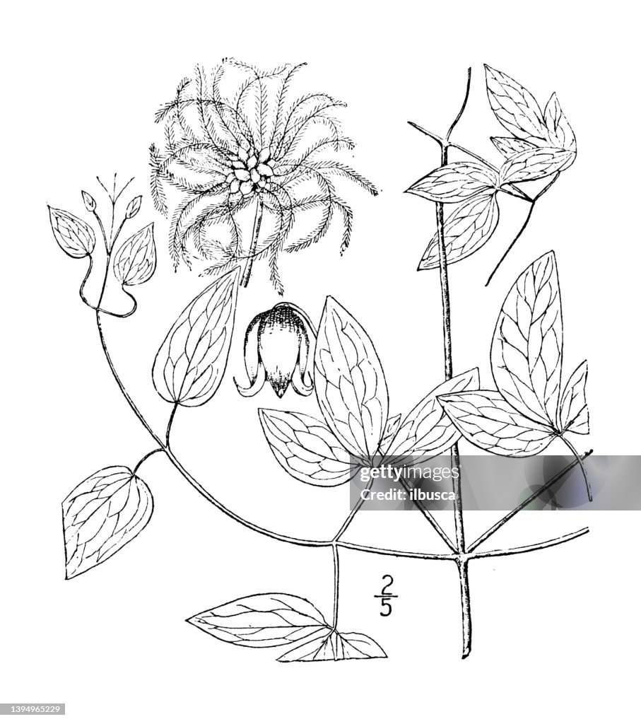 Ilustración de plantas botánicas antiguas: Clematis Viorna, flor de Lether