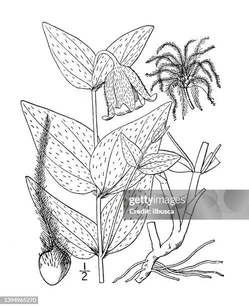 antique botany plant illustration: clematis ovata, erect mountain clematis - clematis vitalba stock illustrations