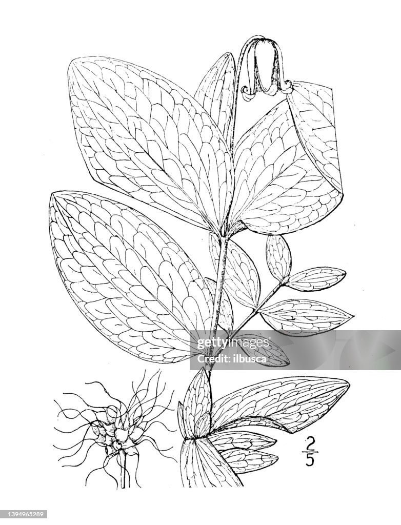 Antique botany plant illustration: Clematis Fremontii, Fremont's Clematis