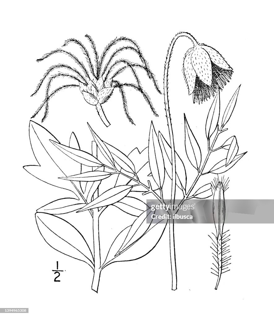 Antike botanische Pflanzenillustration: Clematis Scottii, Scott's Clematis