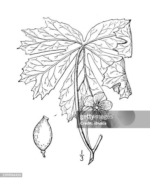 Antique Illustration Of Mandrake Plant Stock Illustration