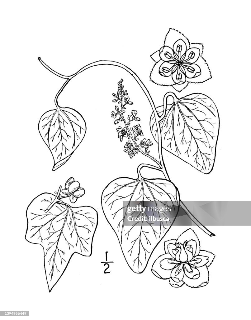 Antique botany plant illustration: Cebatha Carolina, Carolina moonseed