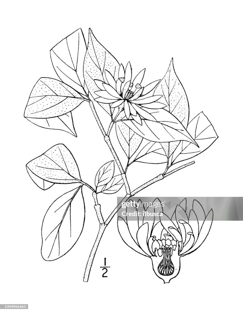 Antique botany plant illustration: Butneria florida, Hairy Strawberry shrub