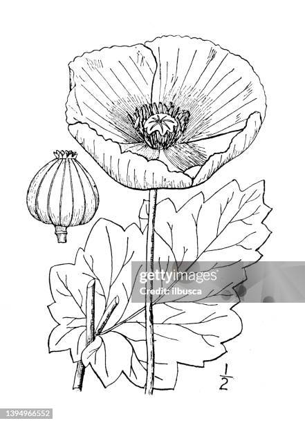 antique botany plant illustration: papaver somniferum, opium poppy - opium poppy stock illustrations