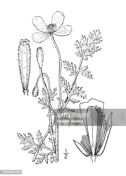 antike botanische pflanzenillustration: papaver argemone, pale poppy - poppy plant stock-grafiken, -clipart, -cartoons und -symbole
