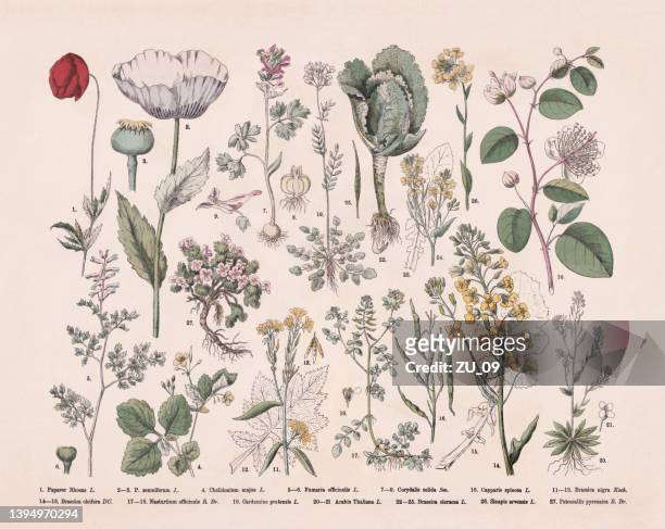 krähenfußfamilie und blütenpflanzen, handkolorierter holzstich, veröffentlicht 1887 - mohn pflanze stock-grafiken, -clipart, -cartoons und -symbole