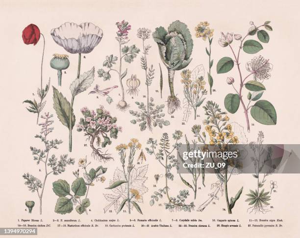 214 Ilustraciones de Planta Ornamental - Getty Images 214 Ilustraciones de Planta Ornamental - Getty Images
