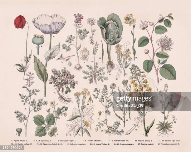 ilustrações de stock, clip art, desenhos animados e ícones de crowfoot family and flowering plants, hand-colored wood engraving, published 1887 - alcaparra