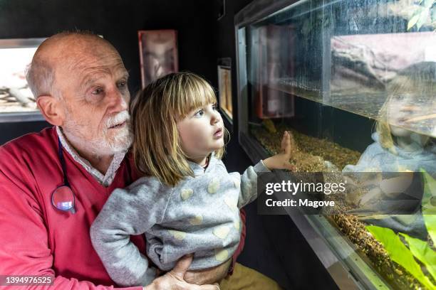 großvater trägt seine enkelin zu einem spaziergang im aquarium und schaut aufmerksam auf die fische im aquarium. - familie zoo stock-fotos und bilder