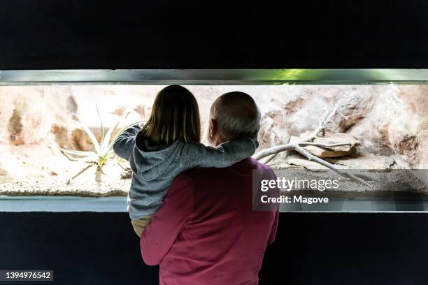 großvater trägt seine enkelin auf einer zoo-tour und beobachtet die schlangenausstellung zusammen. - zoo stock-fotos und bilder