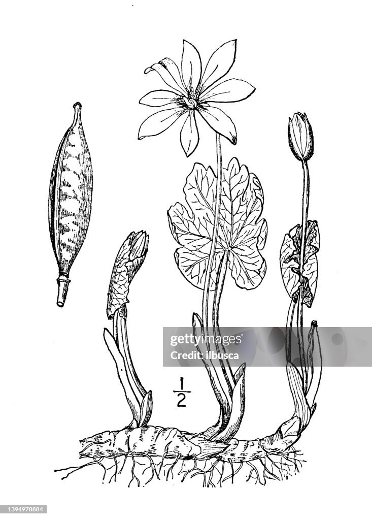 Antique botany plant illustration: Sanguinaria canadensis, Bloodroot