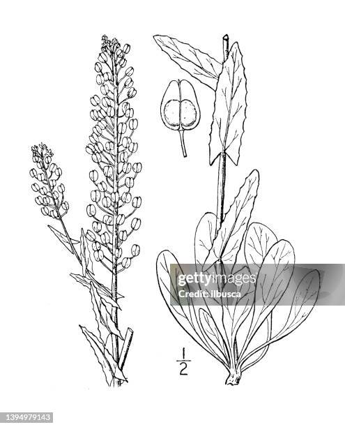 antique botany plant illustration: lepidium campestre, cow cress - maca plant stock illustrations