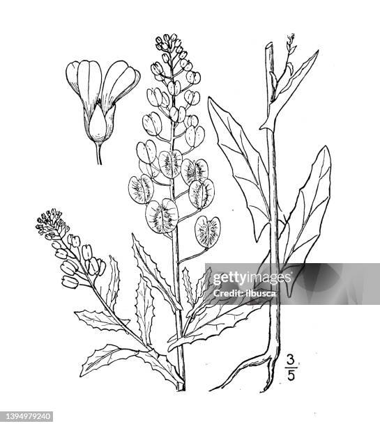 antique botany plant illustration: thlaspi arvense, field pennycress - thlaspi arvense stock illustrations