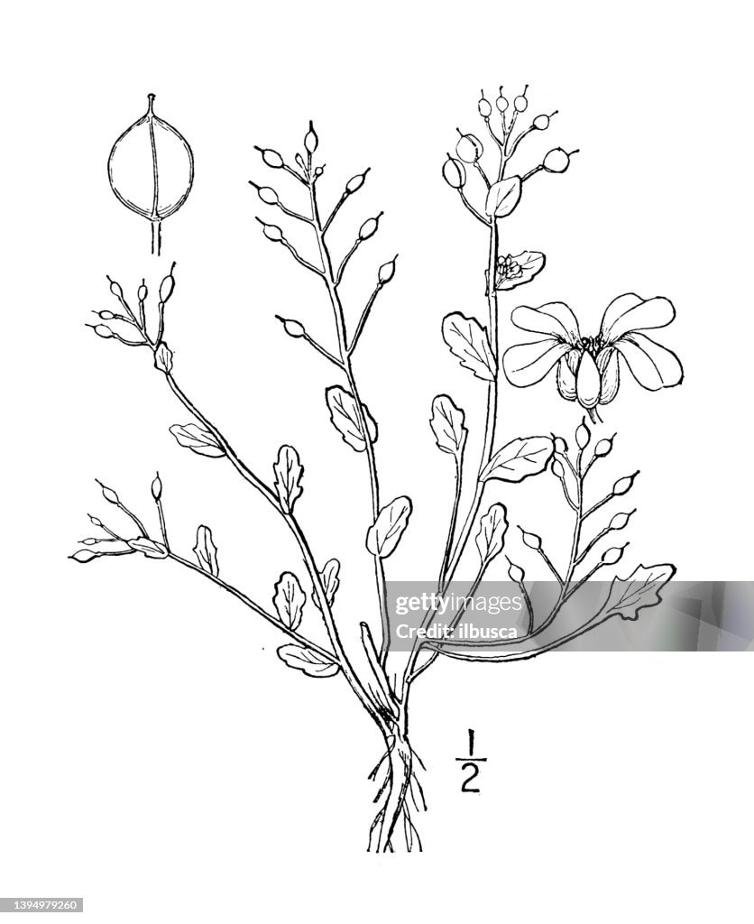 Antique botany plant illustration: cochlearia officinalis, Scurvy grass