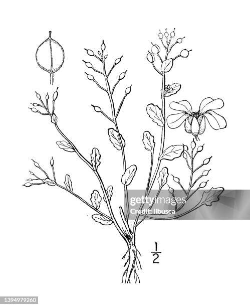 antique botany plant illustration: cochlearia officinalis, scurvy grass - scurvy stock illustrations
