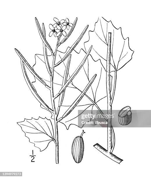 antique botany plant illustration: alliaria alliaria, hedge garlic, garlic mustard - mustard plant stock illustrations